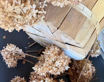 Light Brown & Vanilla Dried Hydrangeas (Cone Shape), 5 Stems