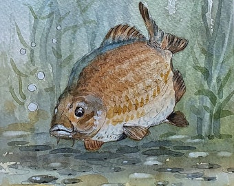 Fish Study Original Watercolour Painting By Barry K Barnes