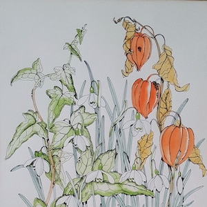 シーラ・マンネス・アボット作「花の手彩色植物版画」1979年
