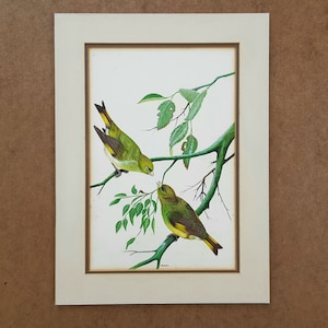 Greenfinch Original Watercolour Painting, Gouache, Pair Of Greenfinches, Bird Study Painting, Ornithological Study, Signed by Artist Heyward