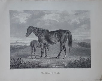 Mare And Foal At Foot Vintage Engraving By Henry Hull