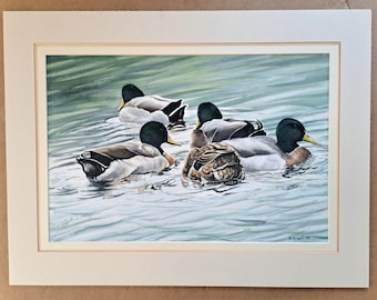 Mallards Paddling With Female In Group Original Watercolour, Gouache Painting
