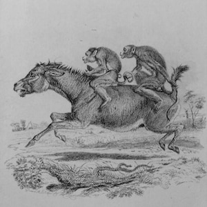 Op de afbeelding: Een zwart-wit ets toont een paard dat galoppeert met twee apen op zijn rug. De afbeelding bevat tekst onderaan met de tekst "What he does the Devil arrive! then we needs must get on."