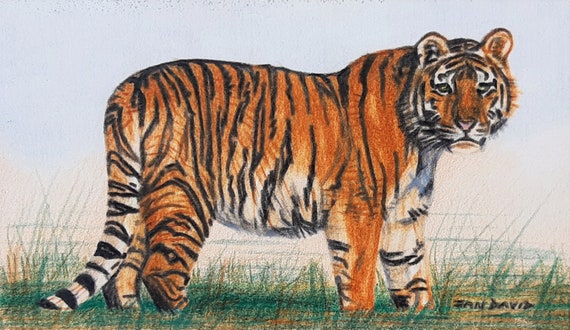 Buy Royal Bengal Tiger Vintage Poster, Drawing of a Tiger Retro Print,  Drawing of a Tiger Antique Print, Vintage Animal Poster AN58 Online in  India - Etsy
