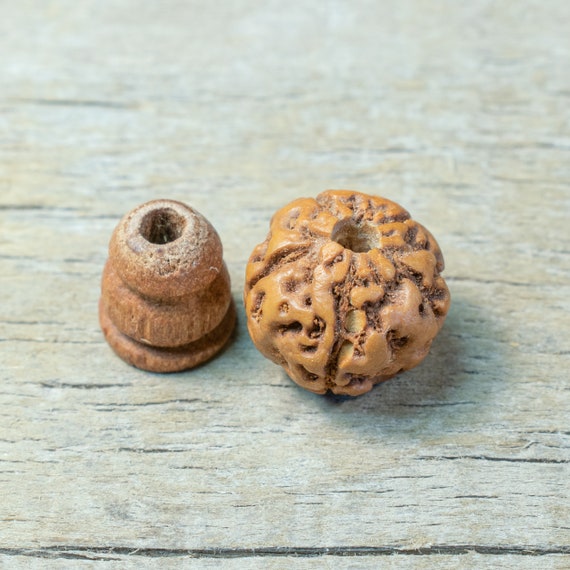 10mm Rudraksha Tdrilled 3hole Guru Bead and Threader Etsy
