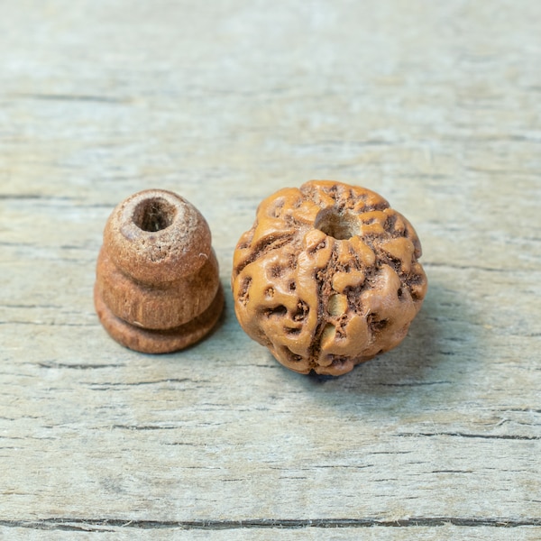 10mm Rudraksha T-drilled 3-Hole Guru Bead and Threader