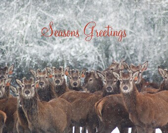 Red Deer in snow Christmas Card pack of 5