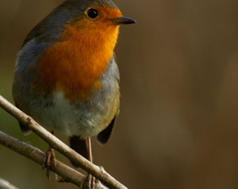 Robin Christmas Card pack of 5