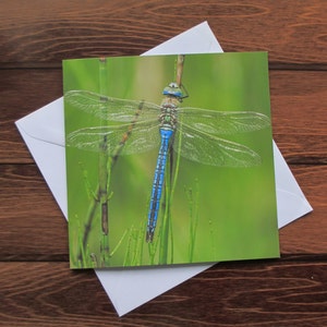 Dragonfly Greetings card 14cm square image 2