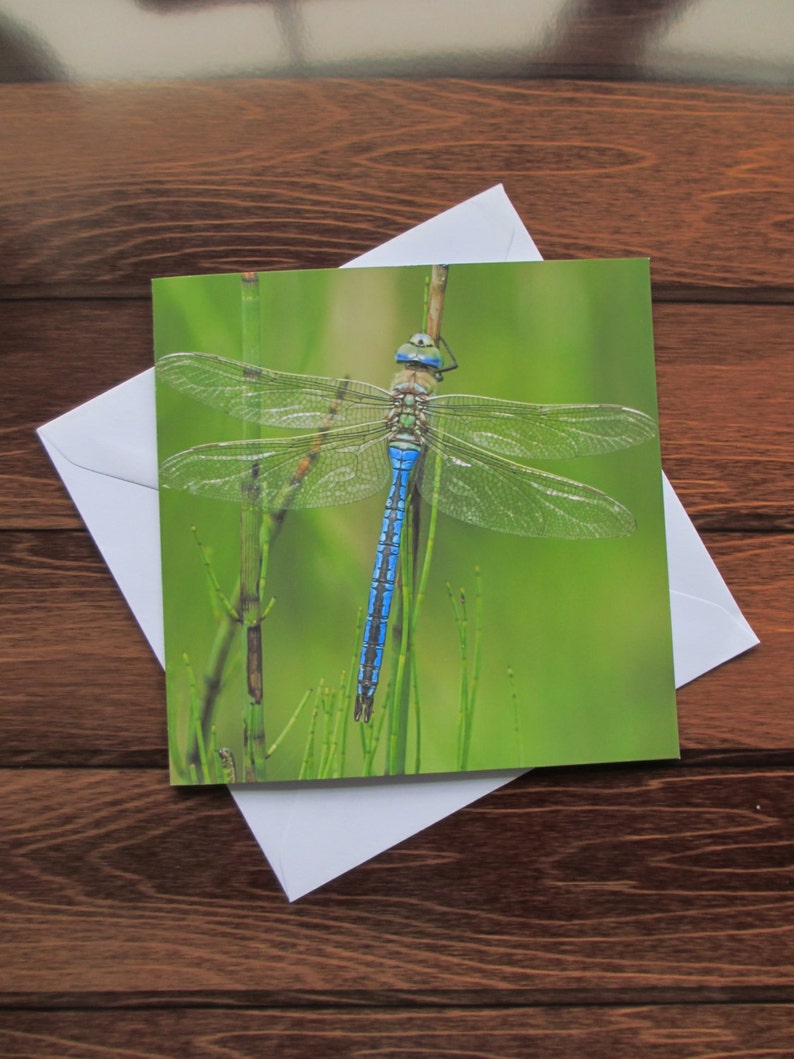 Dragonfly Greetings card 14cm square image 2