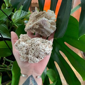 Sea Coral
