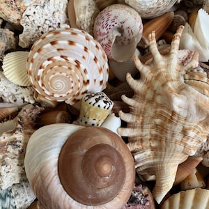 Coquillages assortis