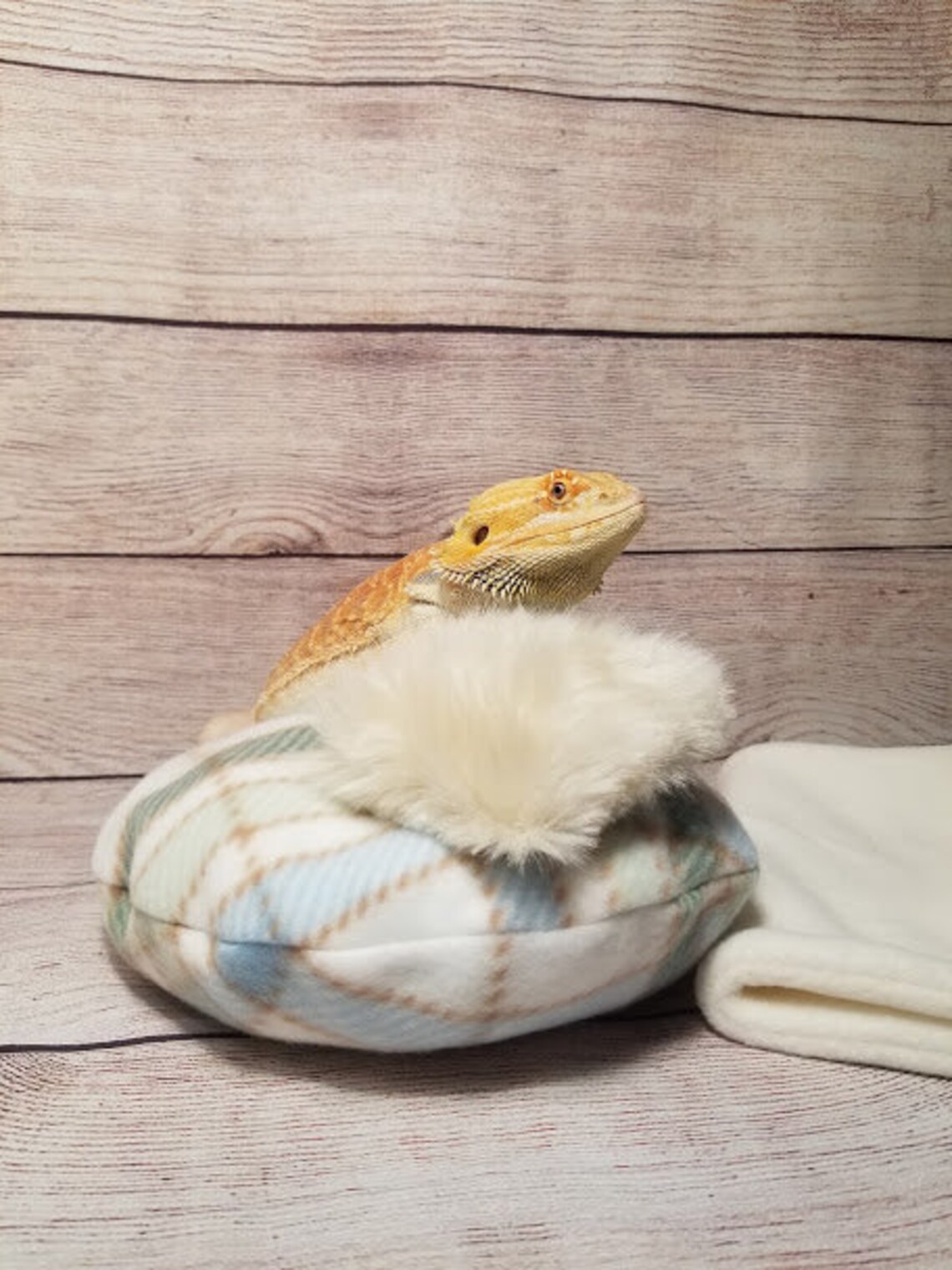 Bearded Dragon Bed Bed is a Bean Bag with Blanket and Pillow Etsy