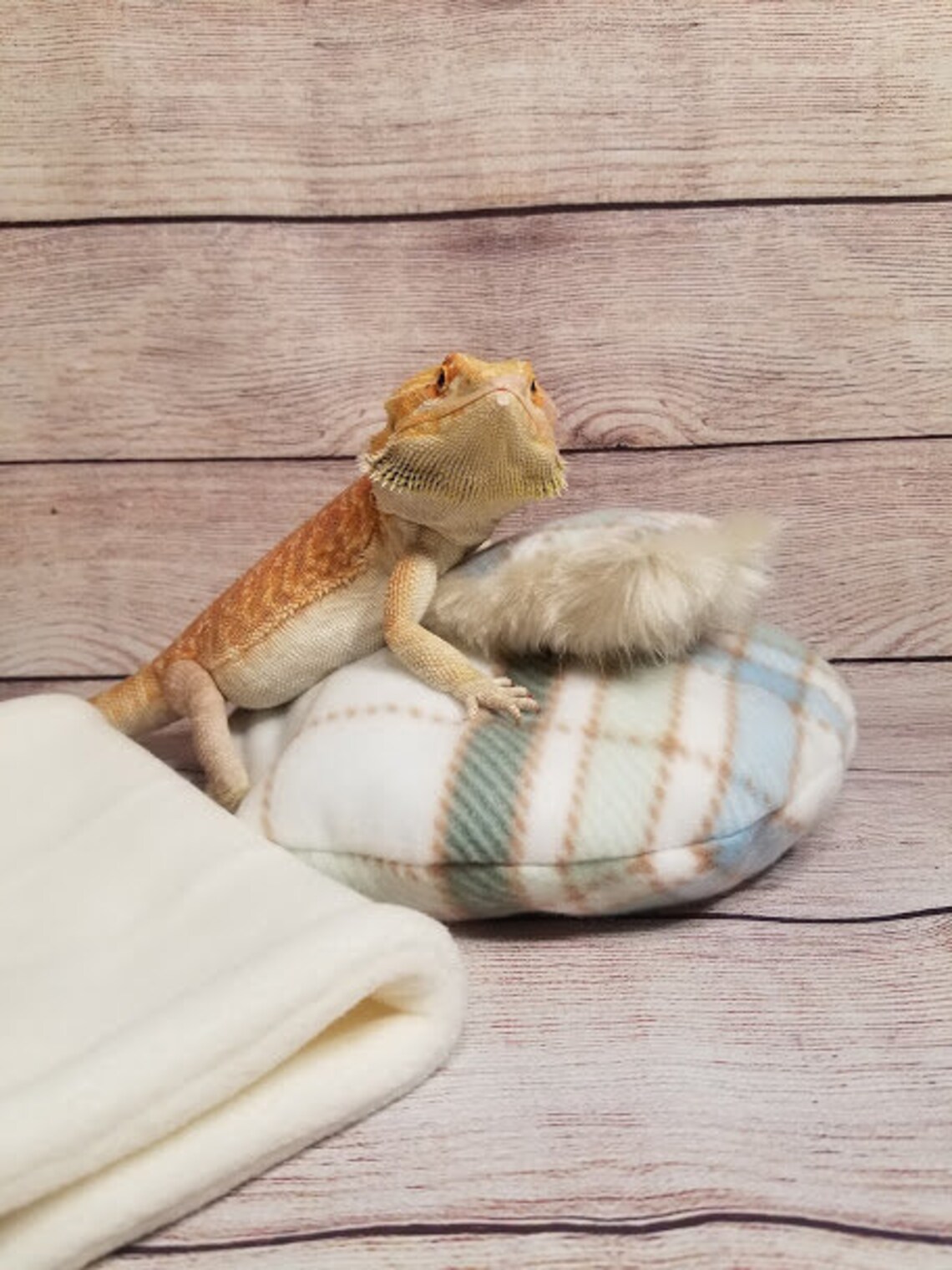 Bearded Dragon Bed Bed is a Bean Bag with Blanket and Pillow Etsy