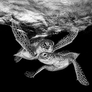 Photo Print | Double Trouble Turtles Monochrome