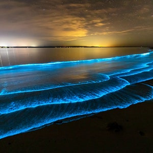 Bioluminescence Photo Print | Ocean Art Print | Bioluminescent Algae