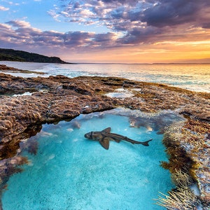 Photo Print | Port Jackson Shark Rockpool