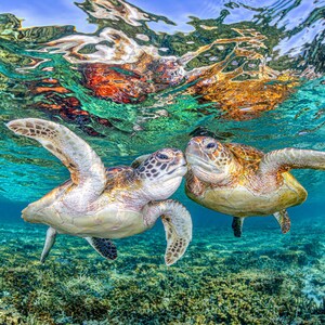 Photo Print | Turtle Kisses - Great Barrier Reef
