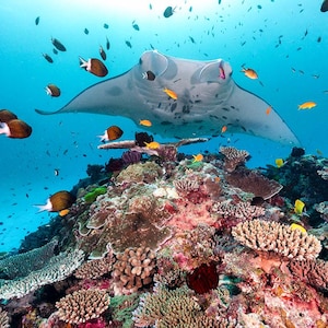 Fotodruck | Das Manta Rochen Riff