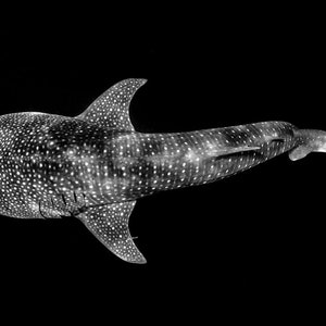 Photo Print | Whale Shark Ningaloo Reef Monochrome