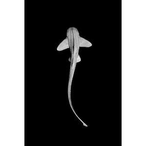 Photo Print | Leopard Shark Monochrome | Ningaloo Reef