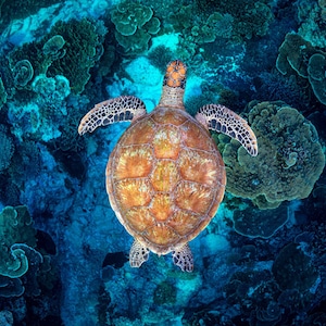 Photo Print | Coral Guardian Turtle