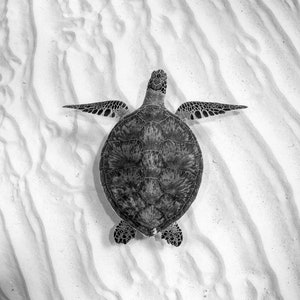 Photo Print | Turtle Kisses Angelic Sea Turtle