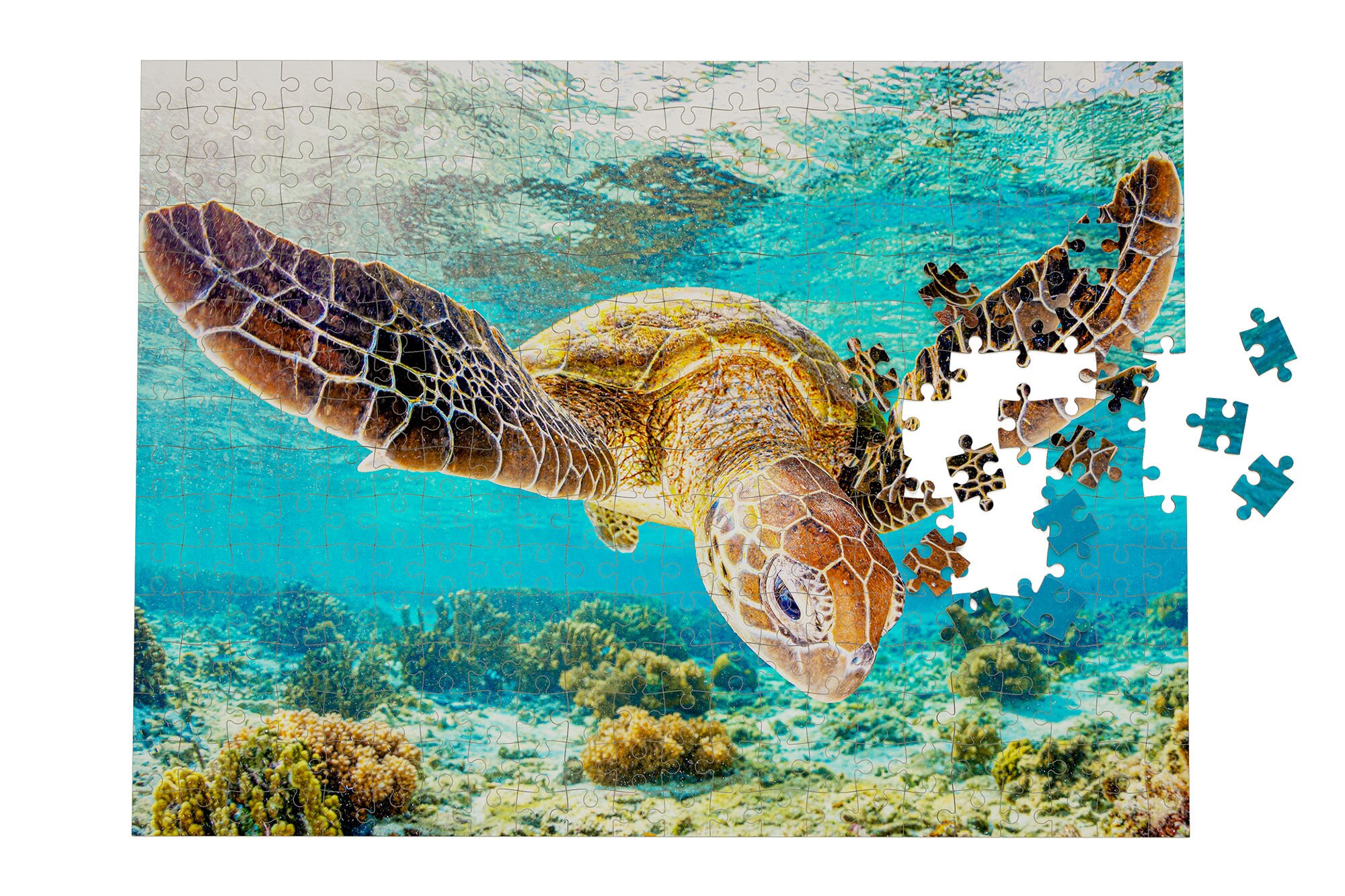 1000 Piece Jigsaw Puzzle Turtle Glide Great Barrier Reef Etsy
