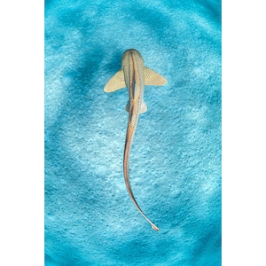 Photo Print | Leopard Shark  Ningaloo Reef