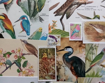 Vogels papieren Ephemera-pakket. 12-delige vogels gemengd papier Ephemera. Vogelfoto's om te knutselen. Ongewenst dagboek, collage, scrapbookingbenodigdheden.
