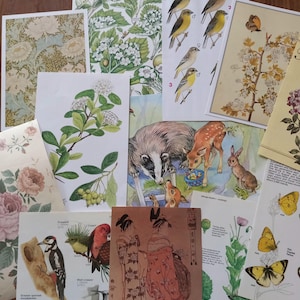 May include: A collection of assorted vintage-style paper prints featuring botanical illustrations of flowers and berries, detailed drawings of various bird species, a scene with a badger and a fawn, and a print depicting two figures in traditional robes.