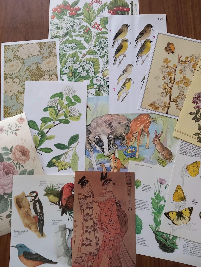 May include: A collection of assorted vintage-style paper prints featuring botanical illustrations of flowers and berries, detailed drawings of various bird species, a scene with a badger and a fawn, and a print depicting two figures in traditional robes.