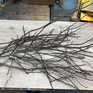White birch sticks / twigs / branches