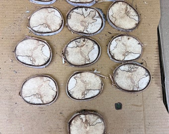 White birch rounds