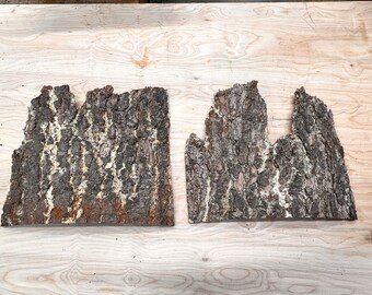Pine tree bark