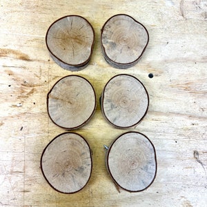 6 white birch tree slices