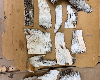 White birch bark