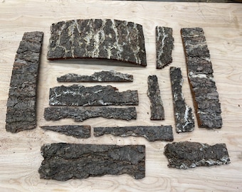 Pine tree bark / tree bark