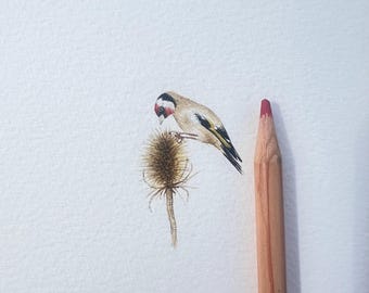 Goldfinch miniature painting - Print
