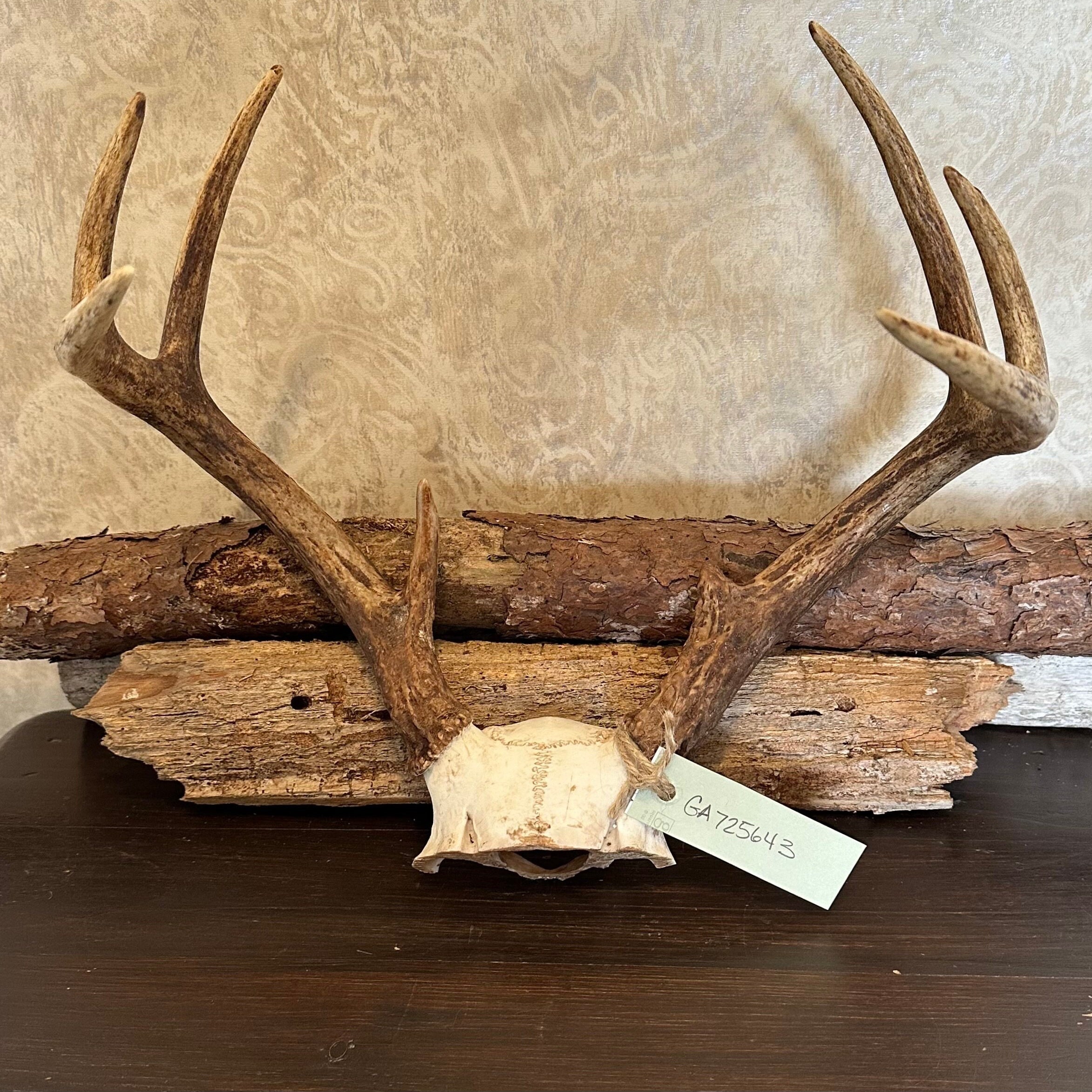 Real Whitetail Deer Antlers / Full Rack / 8 Point Rack / Free Etsy