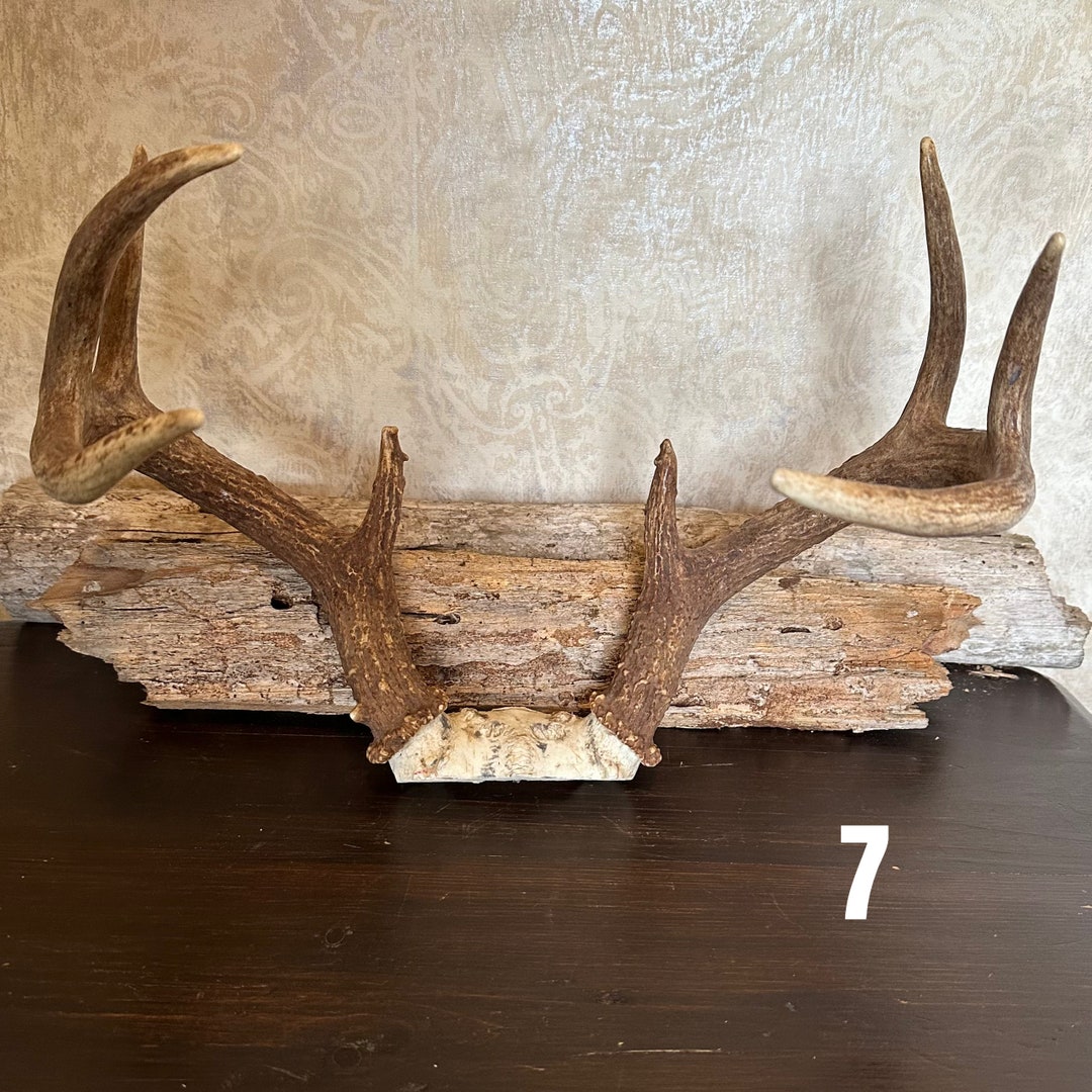 Real Whitetail Deer Antlers / Full Rack / 8 Point Rack / Free Etsy