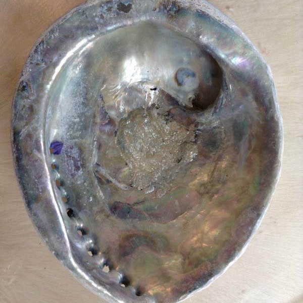 Abalone shell, Extra Large, smudging shell, large abalone shell.