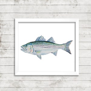 May include: A watercolor painting of a striped bass fish with a white background. The fish is facing left and has a light blue, green, and white color scheme.