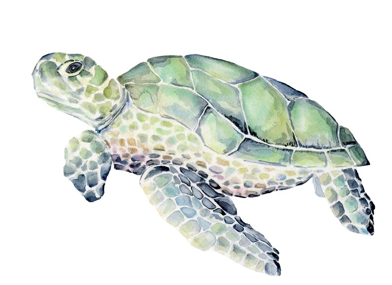 Kemp s Ridley Aquarell Druck Meeresschildkr te Kunstdruck Schildkr te kemp-s-ridley-aquarell-druck-meeresschildkr-te-kunstdruck-schildkr-te