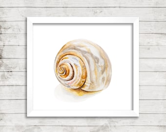 Wellfleet Moonsnail - Giclée Print. Coastal Art. Shells. Seashells. Watercolor Art. Archival Print. Nautical.