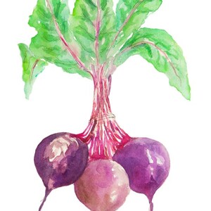 May include: A watercolor painting of three purple beets with green leaves. The beets are connected at the top by their stems.