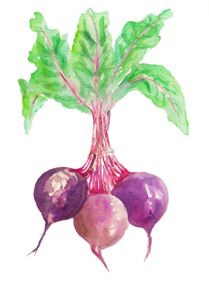 May include: A watercolor painting of three purple beets with green leaves. The beets are connected at the top by their stems.