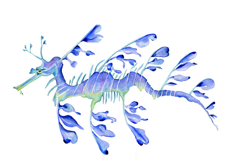 Leafy Sea Dragon Print. Beach House Decor. Cottage Wall Art. | Etsy