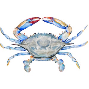 May include: A watercolor painting of a blue crab with red and orange accents. The crab is facing forward with its claws raised.