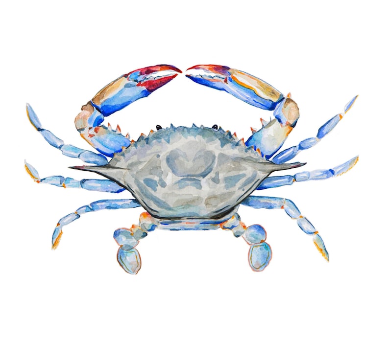 May include: A watercolor painting of a blue crab with red and orange accents. The crab is facing forward with its claws raised.